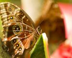 butterfly.jpg